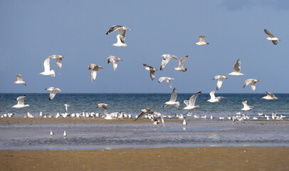 Möwen am Strand von Quineville