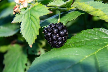 BlackBerry berry on a branch close-up. Healthy berry for vegans. Blackberry on a branch in the garden.
