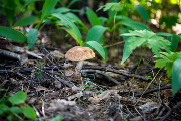 a beautiful mushroom emerged from the grass in a forest glade