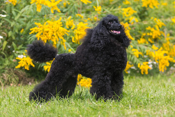 Standing portrait of charming amazing small poodle outside on hot summer day, with show curly hair cut. Smartest dog breed medium caniche moyen  portrait in green blooming field with yellow flowers 