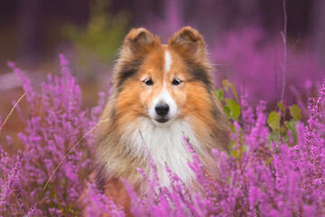 Stunning sable white shetland sheepdog,sheltie with gray eyelashes portrait in the forest on sunny...