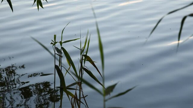 Defocus reed leaves on foreground and silhouettes of bulrush with rippled water background. Insects flies near plant on river and tree foliage are reflected in blurry water