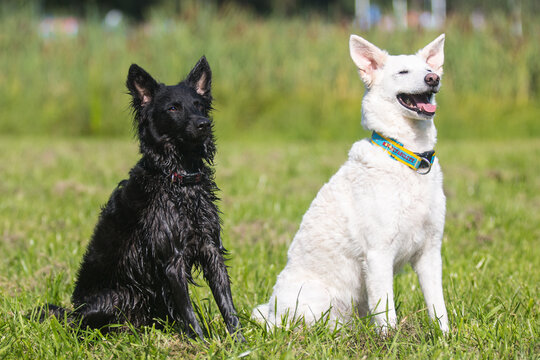 Stunning nice beige fawn white black Hungarian dog breed mudi, outside portrait on a sunny summer day with green grass background. Purebred serious sheepdog herding mudi outdoors shot in city park