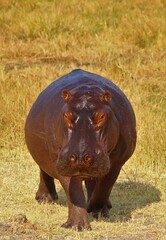 Large bull Hippo walking alongside a river in the Khwai area of Botswana.