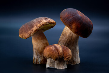 Boletus edulis porcini mushroom isolated on background close up food health