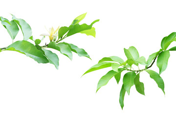 Tree Branches with Green Leaves and Yellow Flower of Magnolia champaca Isolated on White Background