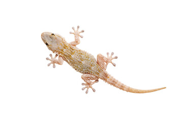 Brownish gecko isolated on a white background, clipping path included