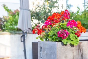 Red pelargonium flowers are an example of landscaping terraces. Red pelargonium flowers in the decoration of city streets.