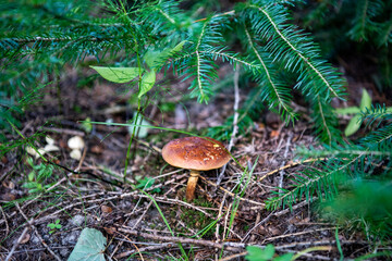 a beautiful mushroom emerged from the grass in a forest glade