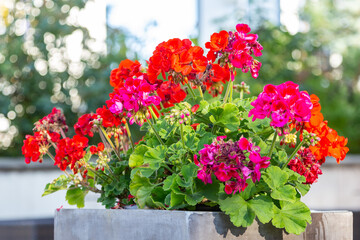 Red pelargonium flowers are an example of landscaping terraces. Red pelargonium flowers in the decoration of city streets.