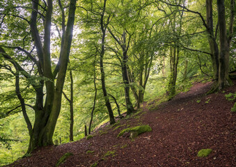 Clearing, Bank of River Calder, Lochwinnoch, Renfrewshire, Scotland, UK