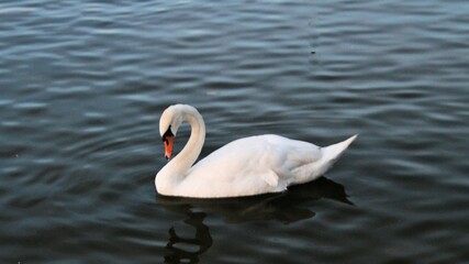 Mute swan on the water