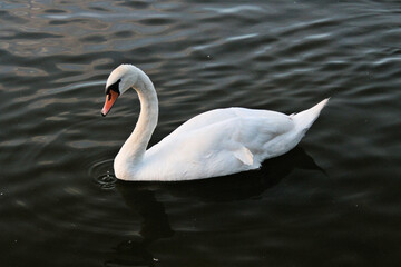 Mute swan on the water