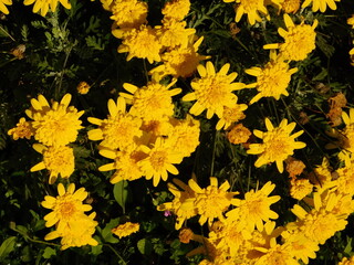 African bush daisy, or euryops chrysanthemoides, yellow flowers