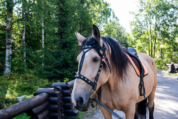 Fototapeta premium light brown horse with black mane in a forest park