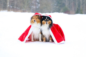 Sable black and white tricolor shetland sheepdog cute winter portrait with red Santa Claus...