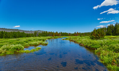 Fototapeta premium Johnson Creek flowing through a alpine meadow in the Sawtooth National Forest.