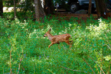 Baby fawn walking through tall grass at Ponderosa State Park, McCall Idaho.