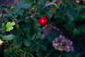red fruit in tree
