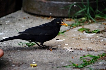 A close up of a Blackbird