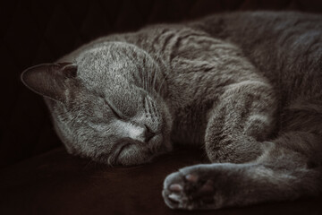 Schlafende Katze - Britisch Kurzhaar Kater entspannt auf dem Sofa