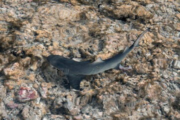 Young shark in coastal waters.