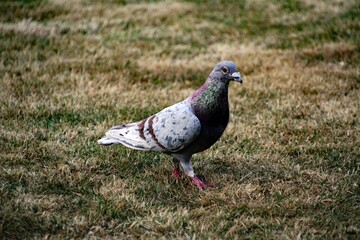 pigeon on the grass