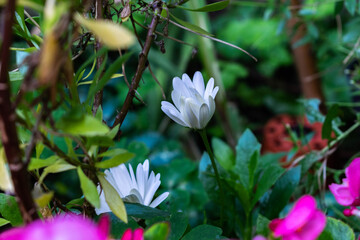 white flower in the garden