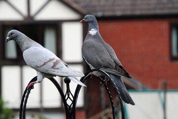 A view of a Pigeon