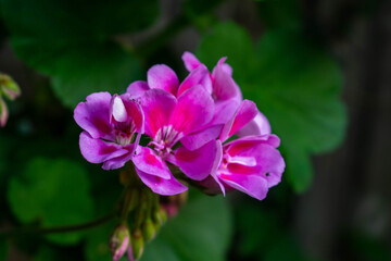 Fototapeta na wymiar pink and purple flower