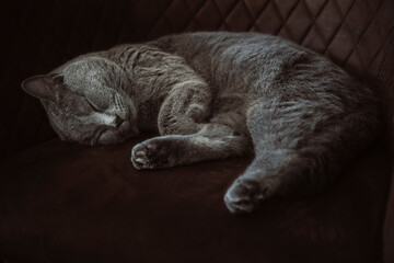 Schlafende Katze - Britisch Kurzhaar Kater entspannt auf dem Sofa