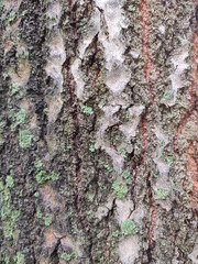 Textured bark of a tree. Wooden texture