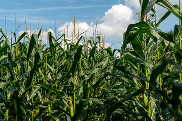 Background of green BIO organic corn field farm agricuture with summer blue sky