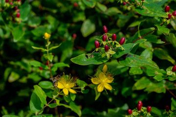yellow flowers and bee