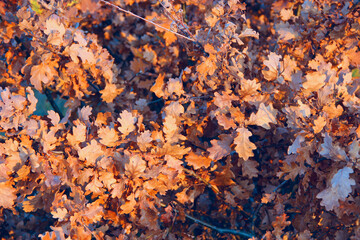 dry oaken leaves on branch in autumn. Autumn come