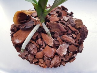 plant roots on white background