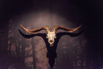 the skull of a goat