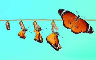 Amazing moment ,Monarch Butterfly, pupae and cocoons are suspended. Concept transformation of...