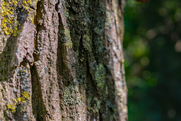 tree bark texture