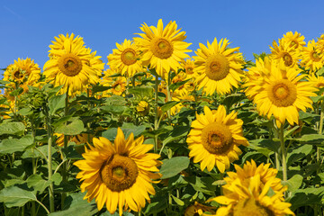 Fototapeta premium Sonnenblumen17