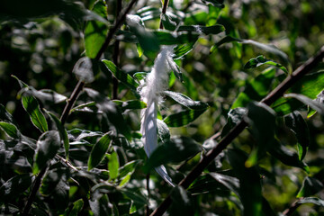 feather between leafs