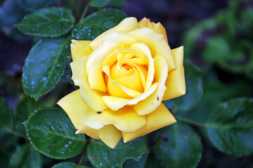 yellow rose with water drops