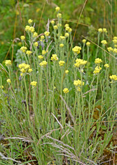 The immortal is sandy (Helichrysum arenarium (L.) Moench). Flowering plants