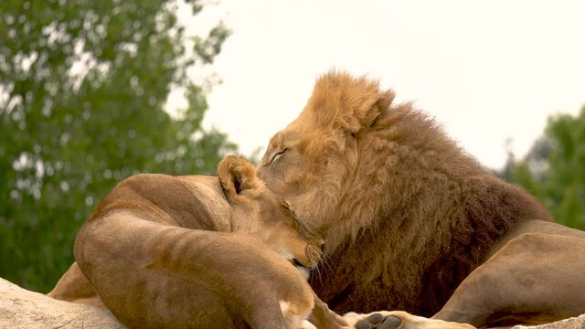 Couple of lions licking each other - moment of tenderness between two felines - animal love - slow motion video x2