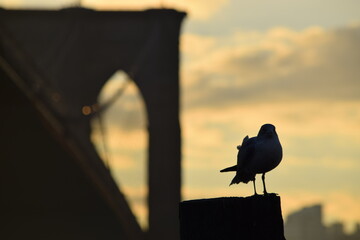 Seagull in front of the brooklyn bridge early morning with a golden sky behind.