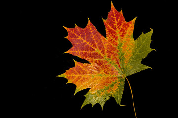 Obrazy na Plexi  Jesienny liść klonu