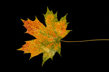 Jesienny liść klonu