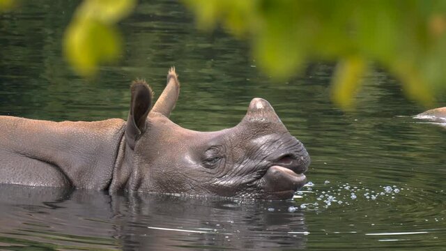 Rhinoceros bathing and dipping his head underwater - slow motion video x2