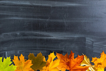 Autumn background with fall leaves. Black chalkboard in center with copy space for your text. Cozy...