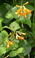 Flowers honeysuckle caprifol Telman (Lonicera tellmanniana)